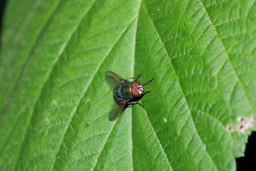 calliphora vicina fly macro photo