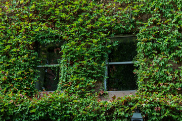 Vintage House Covered by Green Ivy in the New York City. Windows at the building. High quality photo