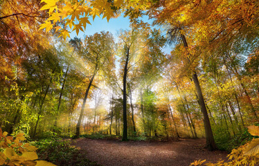 Leuchtende Szenerie in einer Lichtung im Wald, mit Sonnenstrahlen die durch die bunten Blätter fallen, eine bunte Landschaft umrahmt mit Ästen