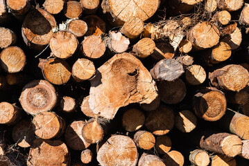 An alternative to expensive gas fuel.Pile of logs on a sunny summer day.firewood solid fuel found background.