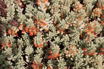 Succulent sedum plants