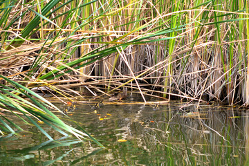 Family of ducks swimming in the grass