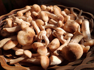 Raw mushrooms, healthy organic food from the forest, autumn harvest.