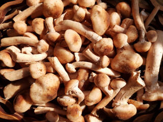 Raw mushrooms, healthy organic food from the forest, autumn harvest.