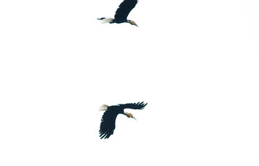 vulture in flight