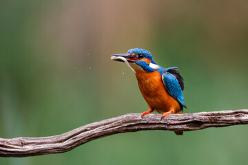 Common Kingfisher eating a fish after diving in the Netherlands