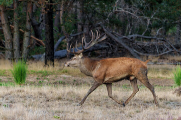 Red deer stag in the rutting season walking in the forest of National Park Hoge Veluwe in the Netherlands