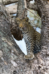 Leopard cub in the tree after hiding for a hyena in Sabi Sands Game Reserve in the greater Kruger region in South Africa                                