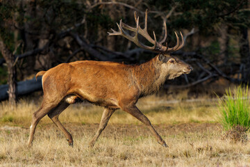 Red deer stag in the rutting season walking in the forest of National Park Hoge Veluwe in the Netherlands