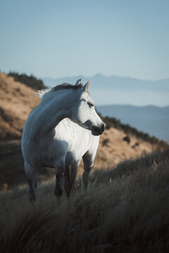 White horse on mountain
