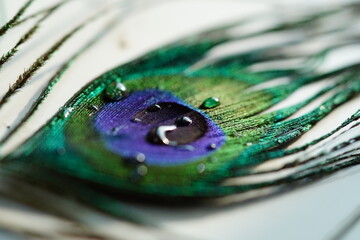 peacock feather closeup