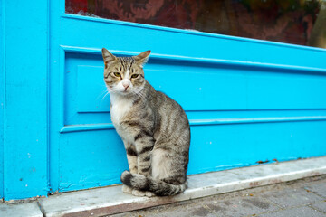 Homeless street cat in Balat district in Istanbul