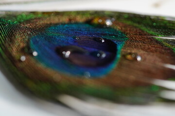 peacock feather close up