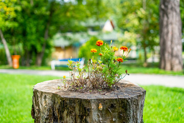 Marigolds flowers planted in a hole on top of a tree stump - one life ends another begins