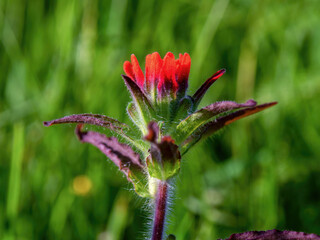 Macro photography of a scarlet Indian paintbrush flower, captured in a field near the town of Arcabuco in the Andean mountains of Colombia.