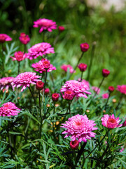 Close-up photography of some red Argyranthemum frutescens flowers, captured in  a garden near the colonial town of Villa de Leyva in central Colombia.