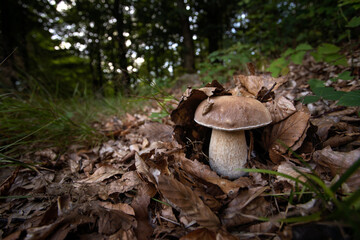 Mushrooming in the forest. Collecting mushroom. Europe's forest during autumn.