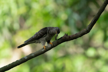INDIAN CUCKOO