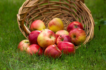 fresh apples in a basket