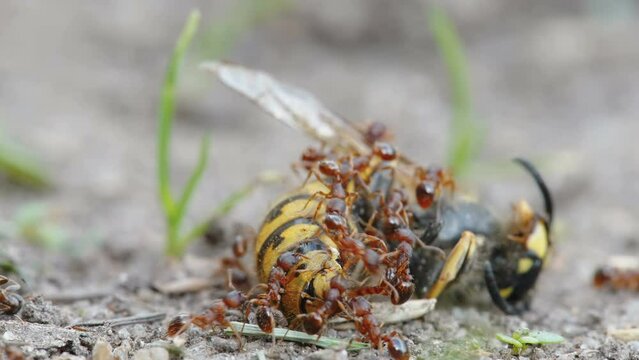 The red ants crawling over the dead bee on the forest ground in Estonia