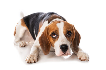 Beagle dog isolated on white background