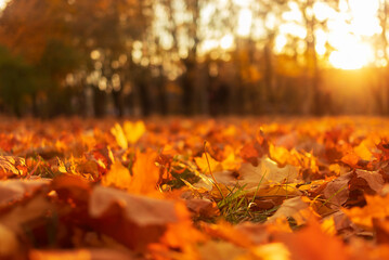 fallen yellow, orange and red leaves covering footpath in autumnal park on the foreground, selective focus