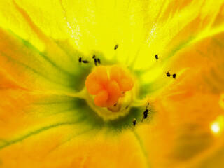 Macro photography of the interior of a pumpkin flower with some insects in it, captured in a garden near the colonial town of Villa de Leyva in central Colombia.