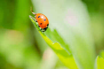 Ladybug on a sunny green leaf of grass.