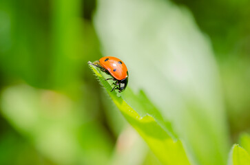 Ladybug on a sunny green leaf of grass.