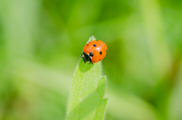 Ladybug on a sunny green leaf of grass.