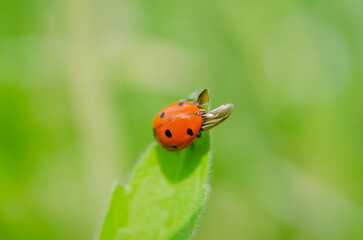 Fototapeta premium Ladybug on a sunny green leaf of grass.