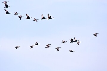 Fototapeta Vogelschwarm im Flug obraz