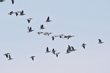 Fototapeta Vogelschwarm im Flug obraz