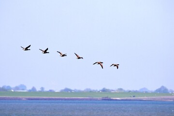 Vogelschwarm im Flug