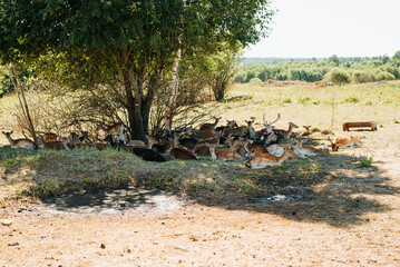 A herd of fallow deer resting in the shade on a hot sunny day outdoors