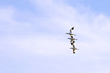 Vogelschwarm im Flug