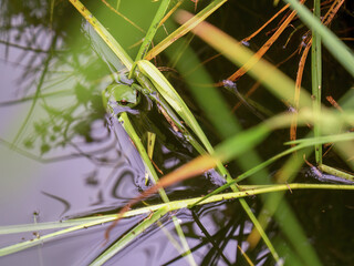 A little green dotted tree frog in a pond near the colonial town of Villa de Leyva in central Colombia.