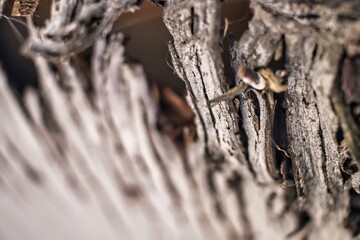 old things and up close