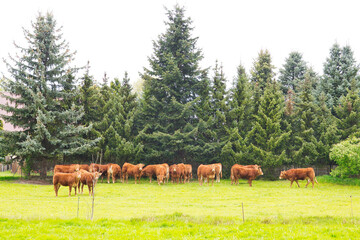 Naklejka premium cows grazing in a meadow