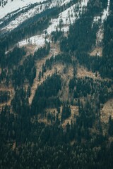 Vertical shot of trees on the sloping area of a snow-covered mountain