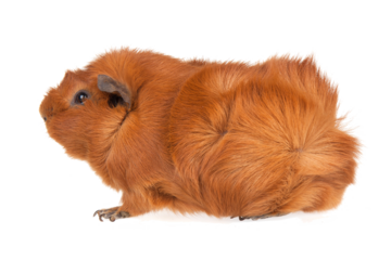 Brown guinea pig , transparent background