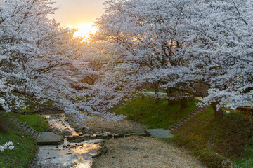 京都【玉川の桜】

