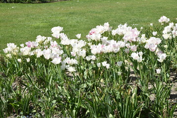 Fototapeta premium Tulipes blanches au jardin au printemps