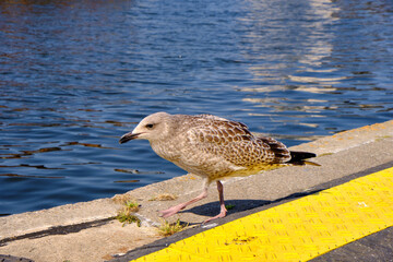 Seagull on the Edge of the Pier