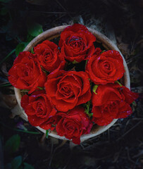 Natur Marburg, rote Rosen runder Strauß