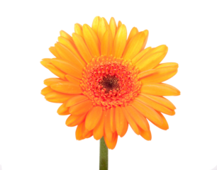 Beautiful orange gerbera, transparent background
