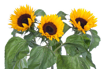Three big sunflowers, transparent background