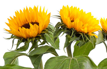 Three big sunflowers, transparent background