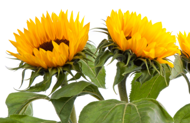 Three big sunflowers, transparent background