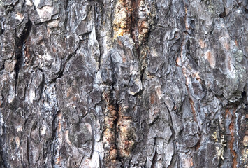 background in the form of a fragment of tree bark